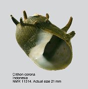 Clithon corona (3)